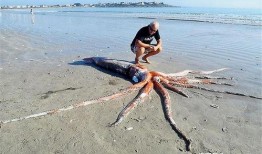 大王乌贼视频,大王乌贼的神秘世界揭秘